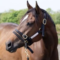 Monty Roberts Dually Halter – Horse Training Halter With DVD