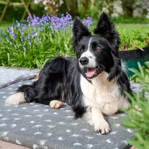 Luxury Wool Mattress Dog Bed