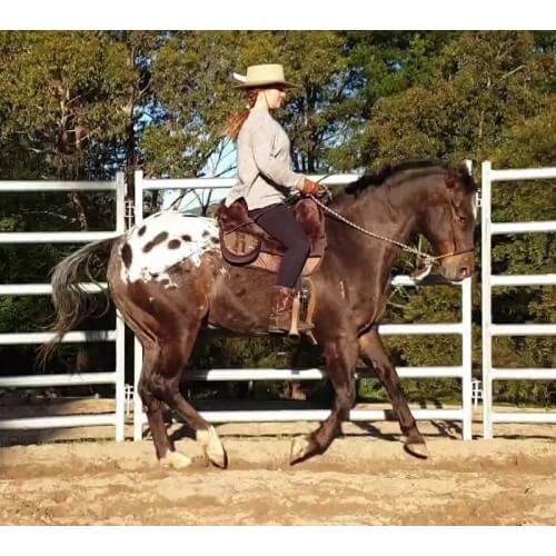 EDIX Signor Sheepskin Bareback Pad - Image 5