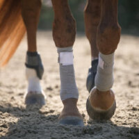 Incrediwear Equine Circulation Exercise Bandages – Pair