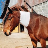 Incrediwear Equine Circulation Neck Sleeve