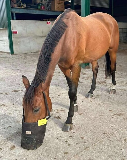 Best Friend Horse Nose Feed Bag