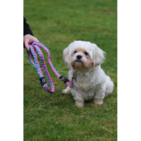 Whinny Plaited Dog Lead